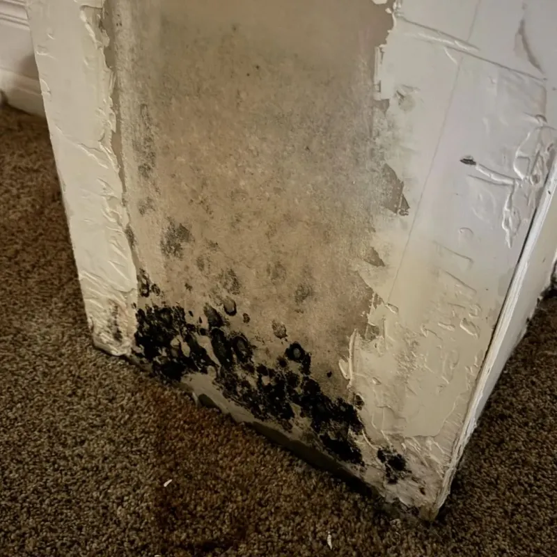 Professional Mold Removal in Attleboro, MA